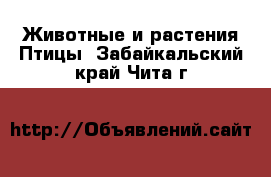 Животные и растения Птицы. Забайкальский край,Чита г.